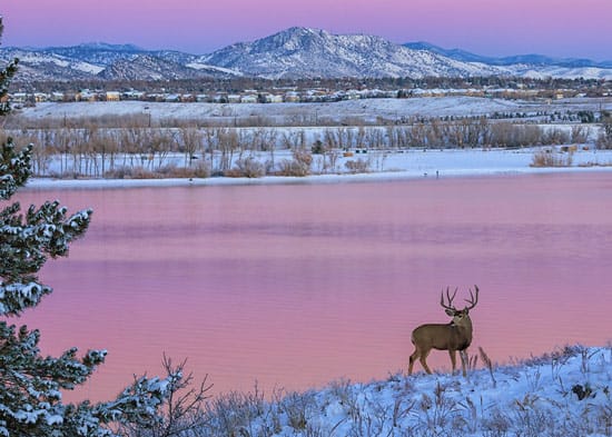 Deer during winter at Chatfield State Park in Colorado.