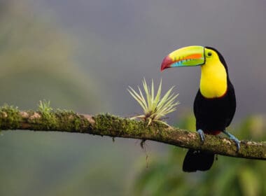 A toucan in Costa Rica