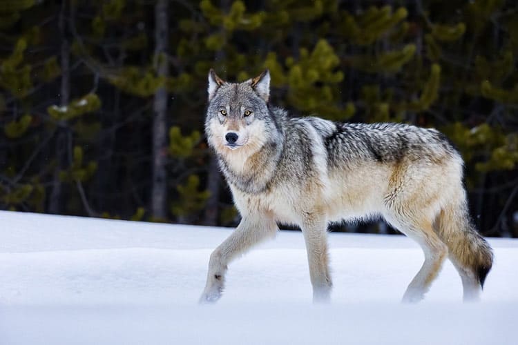 A wolf in Yellowstone Park