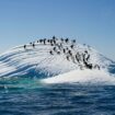 The Adelie Penguins on ice