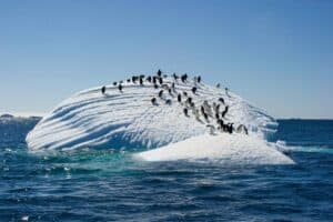 Beloved Clowns of Antarctica: Penguins Are Living Lessons in Hope and Resilience