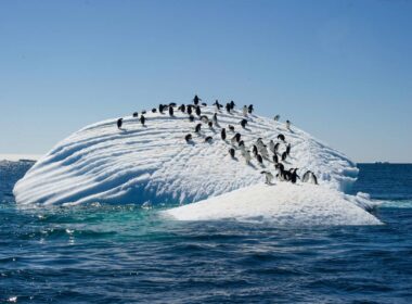 The Adelie Penguins on ice