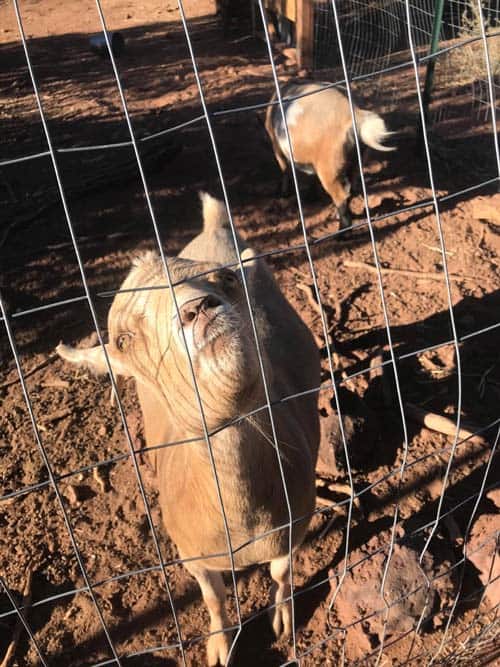 Goat with nose through wire fence