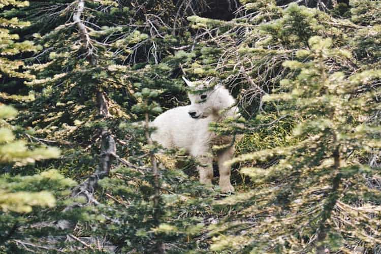 A white baby goat in the trees