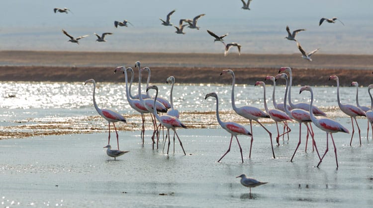 Flamingos walk in ocean water while seagulls fly above in Israel
