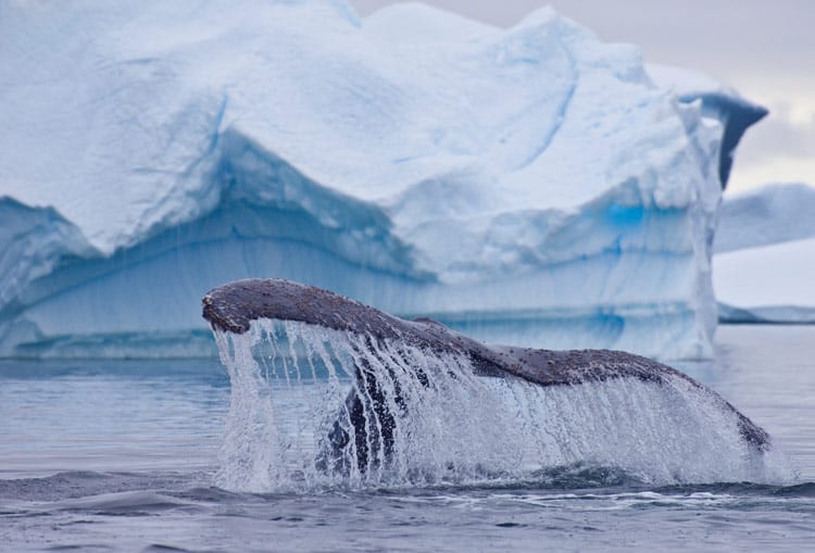 Humpback Whale in iceberg alley.