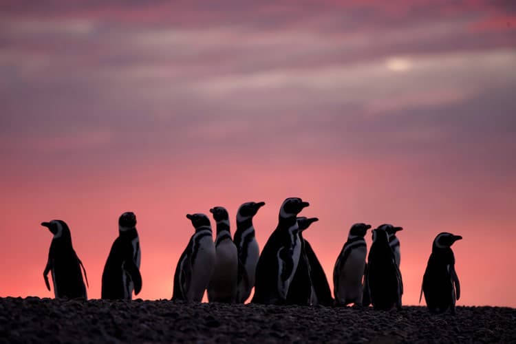 Magellanic Penguins gather at sunset