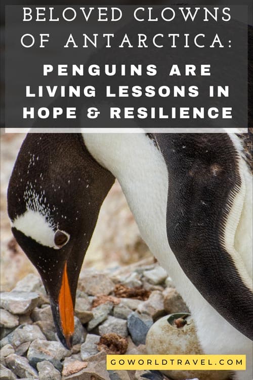 When Charles Bergman traveled to Antarctica on a quest to see penguins in their natural habitats, he never imaged the life lessons he would learn. Photo by Charles Bergman