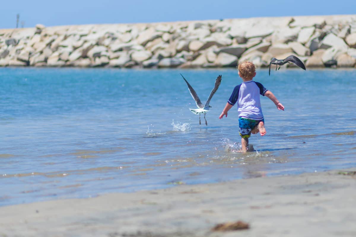 Baby chases seagulls on the beach