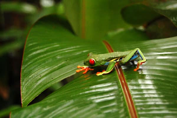 Tree Frog in the rainforest