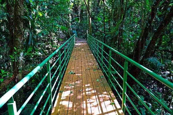 Follow the bridges through the rainforest