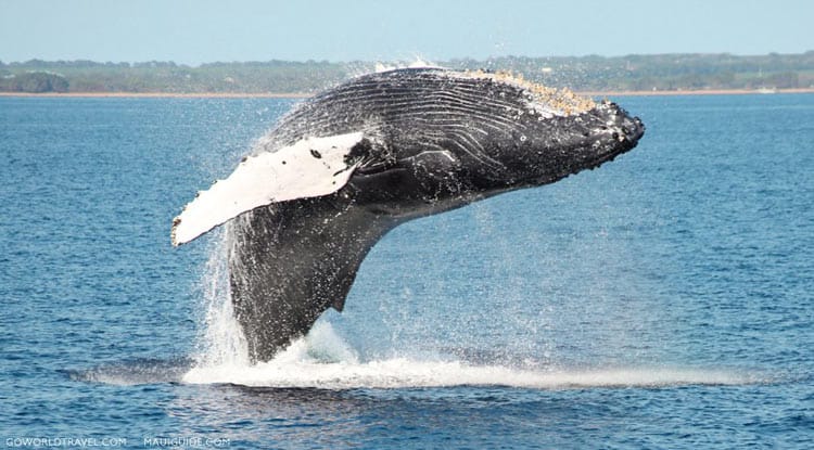 Whale watching with Four Winds