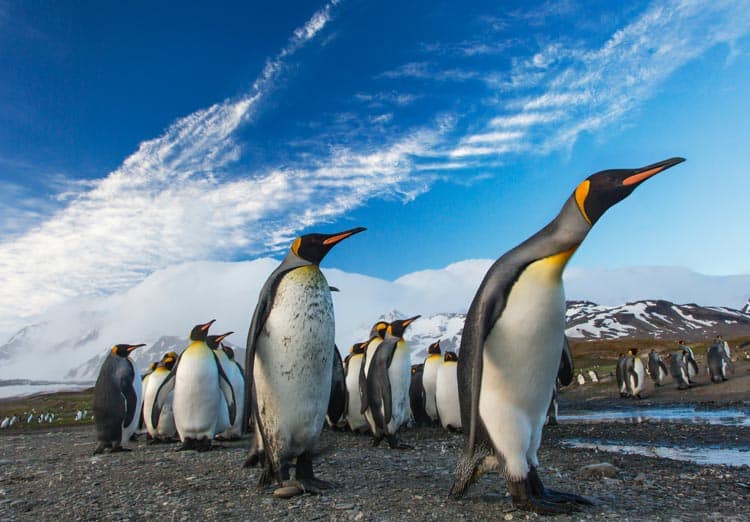 Penguins marching on South Georgia Island beach