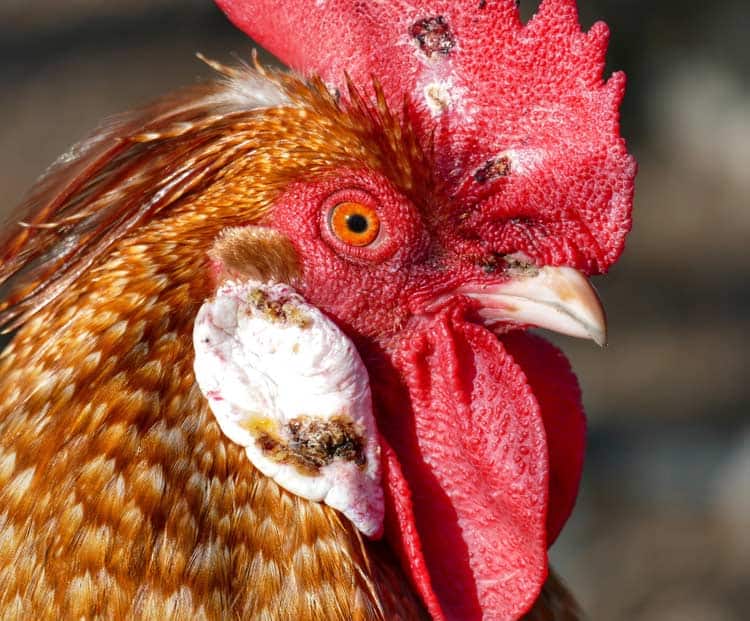 A brown rooster with red eyes