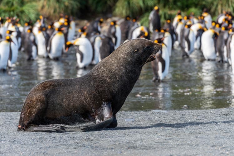 Mix of wildlife on South Georgia Island beaches