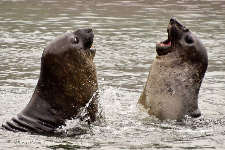 Seals playing in the ocean