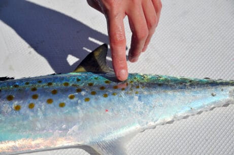 Identifying a Spanish Mackerel fish