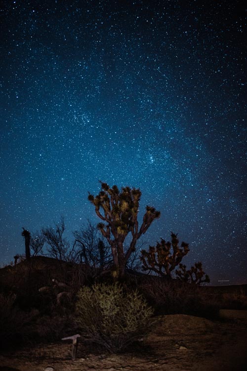 Star-lit sky in the desert above some cacti plants