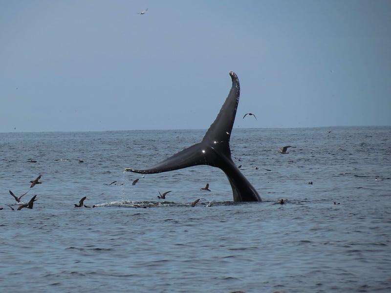 Catching the last of the Whale tail