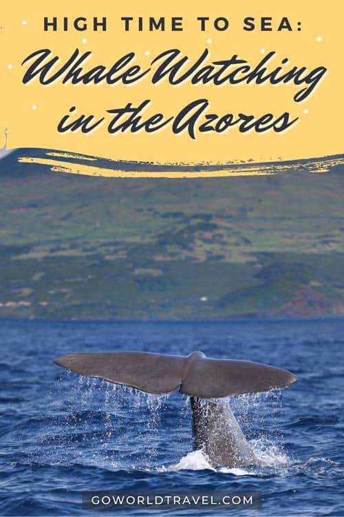 Spot a sperm whale and hang with dolphins on a trip of a lifetime. Learn more from the Azorean waters scientific whale-watching expedition. 
