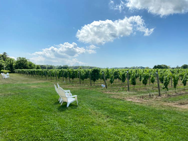 The rows of grapes at the Bedell Cellars Vineyard