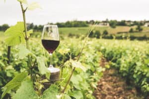 Chilean Wine Tour: Discover Colchagua Valley by Private Jet
