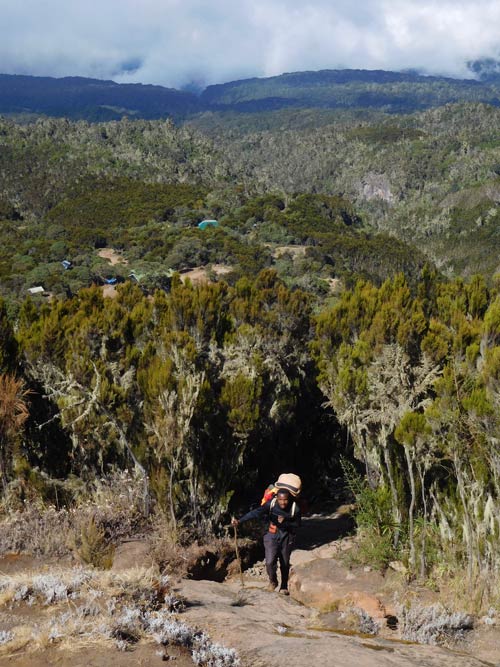 Hiking up Machame Trail on Mt. Kilimanjaro. Photo by Tony Mangia