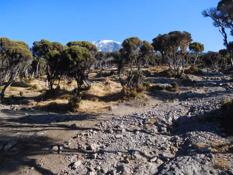 A final goodbye to Mt. Kilimanjaro during descent on Mweka Trail. Photo by Tony Mangia