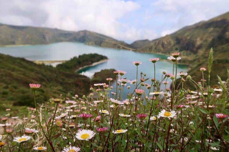 Flowers along the Azores coast