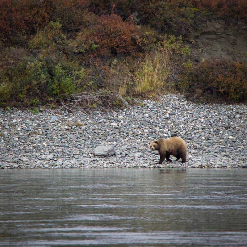 Bear along the Noatak River in Alaska