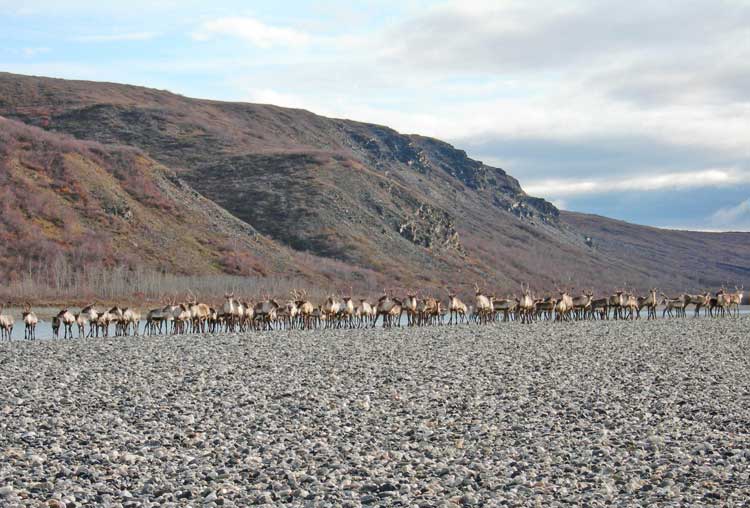 Autumn is the perfect time for brilliant fall colors and incredible wildlife sightings, including the migration of the Western Arctic Caribou Herd.