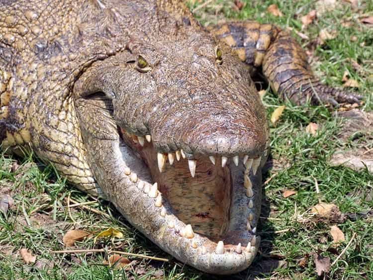 African crocodile opening jaws
