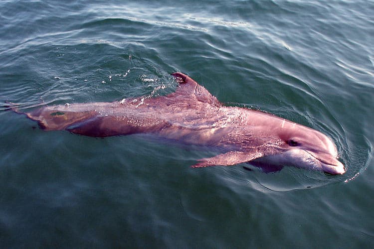 Spotting dolphins by Panama City beaches