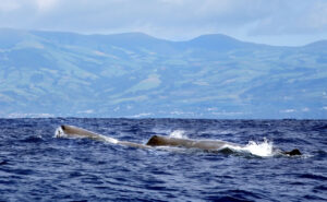 High Time to Sea: Whale Watching in the Azores