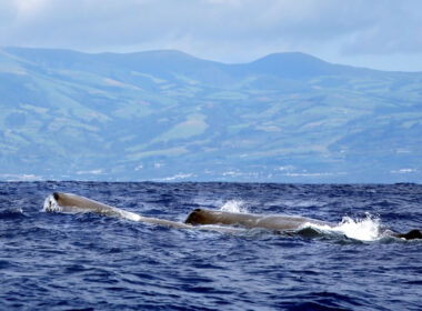 Sperm whales in the Azores by istock