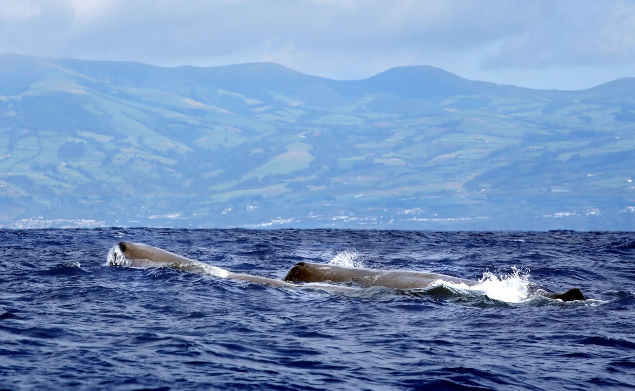 Sperm whales in the Azores by istock