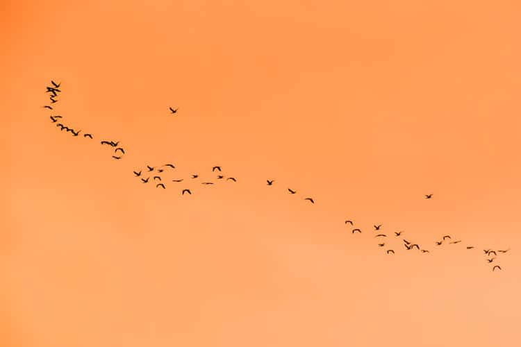Migrating bird swarm