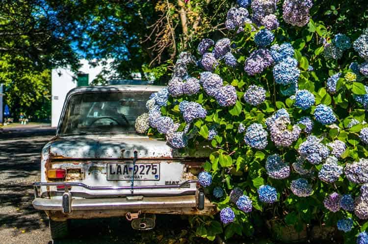 Abundant flowers in Colonia Del Sacramento, Uruguay