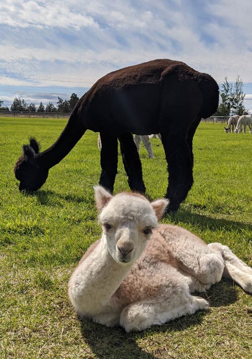 Approach, feed, and pet the alpacas at the Crescent Moon Ranch in Bend. Photo by Stephanie Tolk