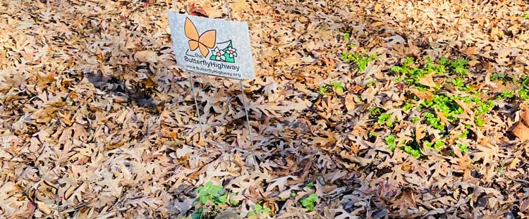 The Butterfly Highway across North Carolina aims to preserve butterflies, bees, birds and pollen dependent wildlife