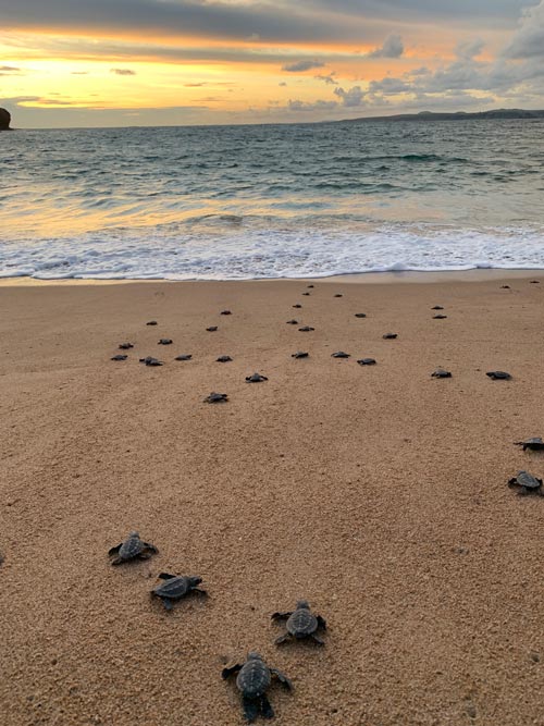 Naturalists monitor and protect the the sea turtles that bury their eggs at Careyes. Photo by Maribeth Mellin