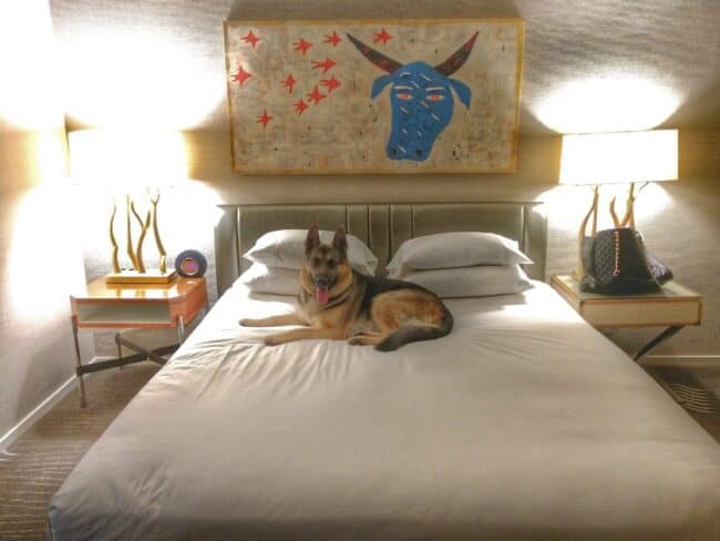 Dog on hotel bed