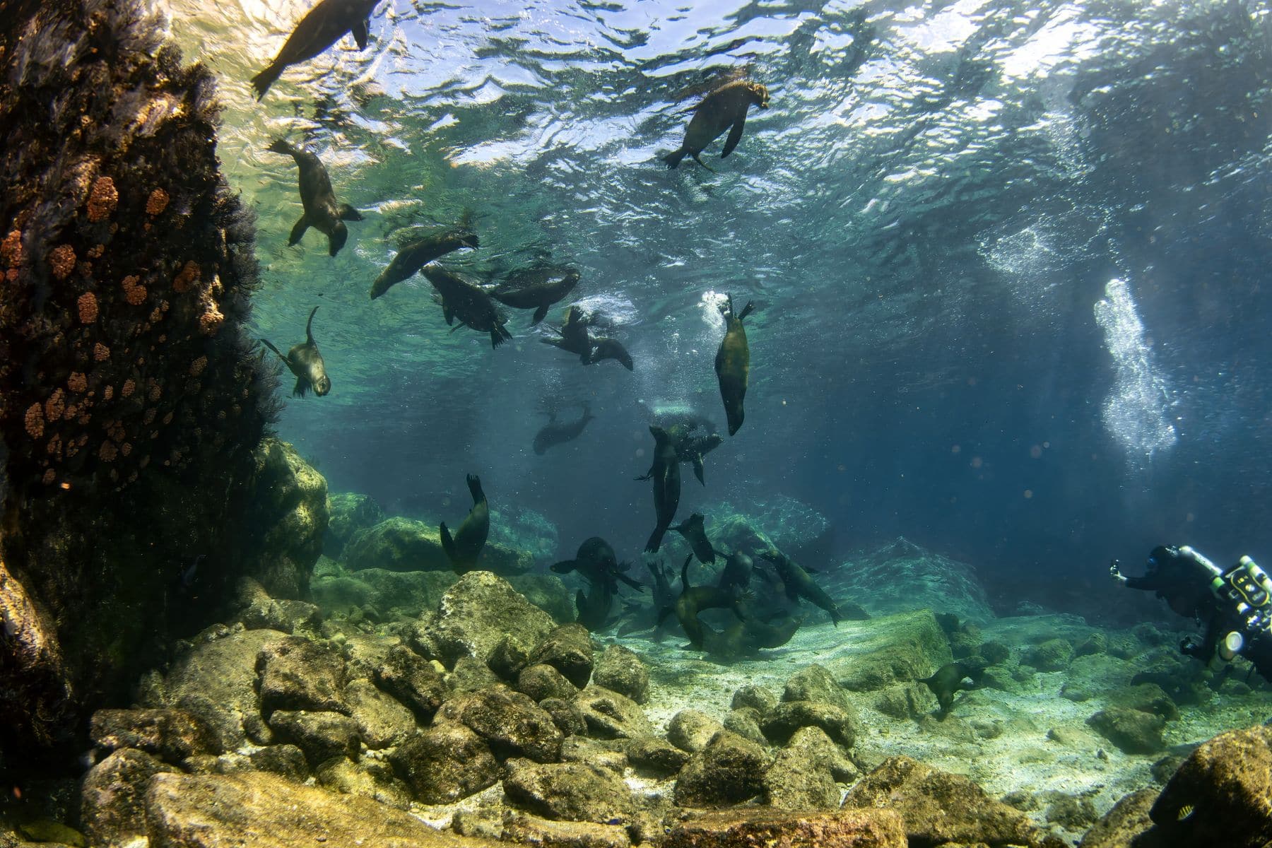 The Unforgettable Experience of Snorkeling With Sea Lions in La Paz