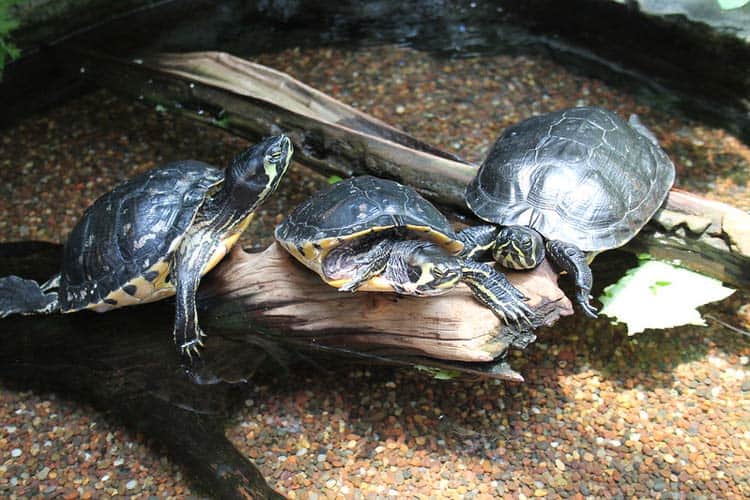 The South Carolina Aquarium is fun for the whole family and features fish, turtles, birds, alligators and more. CC Image by Jeremy Polanski