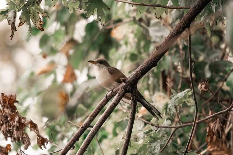 Spend your day in bird watching and enjoy the nature