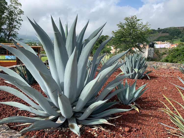 Blue agave lines the rust-red dirt fields at Casa Sauza in Tequila. Photo by Maribeth Mellin