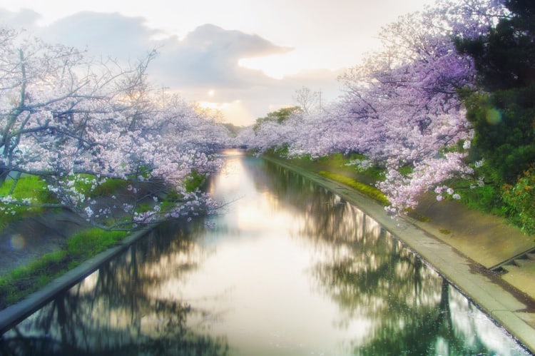 Japan is a bucket-list destination. Colorful and fragrant, Japan's cherry blossoms, a popular annual spring event.