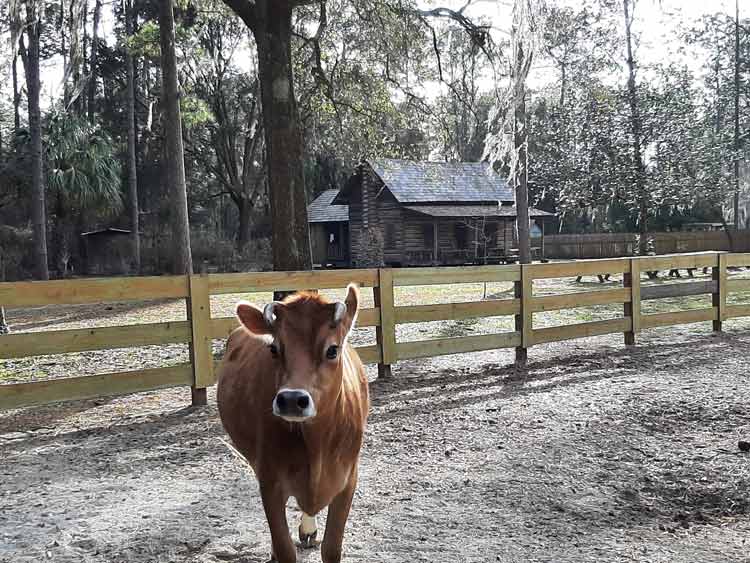 At Morningside Nature Center, get an American history education by visiting the cabin, kitchen, barn, blacksmith's forge, privy, smokehouse and the school house, and don't forget to say hello to the resident cow, Zinnia. Photo by Erica Chatman