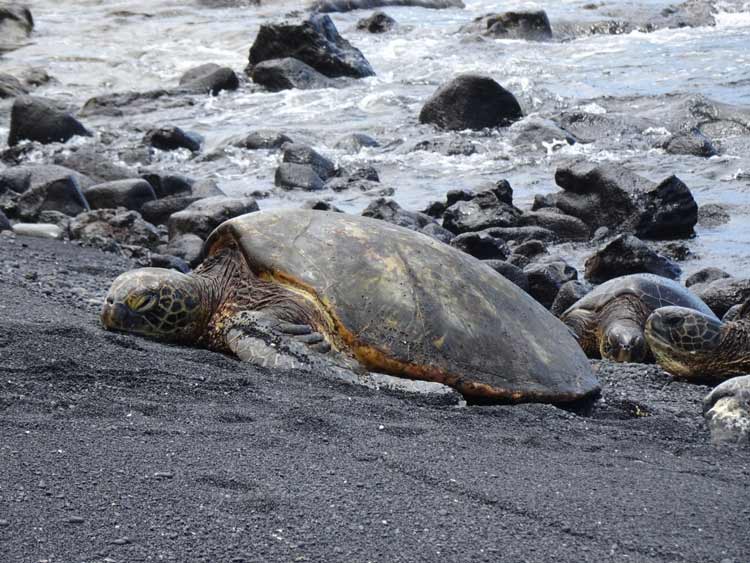 The Punaluu Black Sand Beach attracts Hawaiian green sea turtles. Photo by Janna Graber