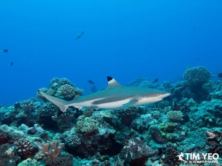 Discover the mightly Sharks in Polynesia's lagoons